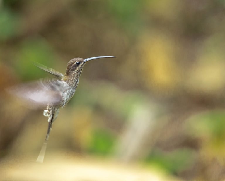 Birding Expedition Vilcabamba Cloud Forests 6 D/5 N