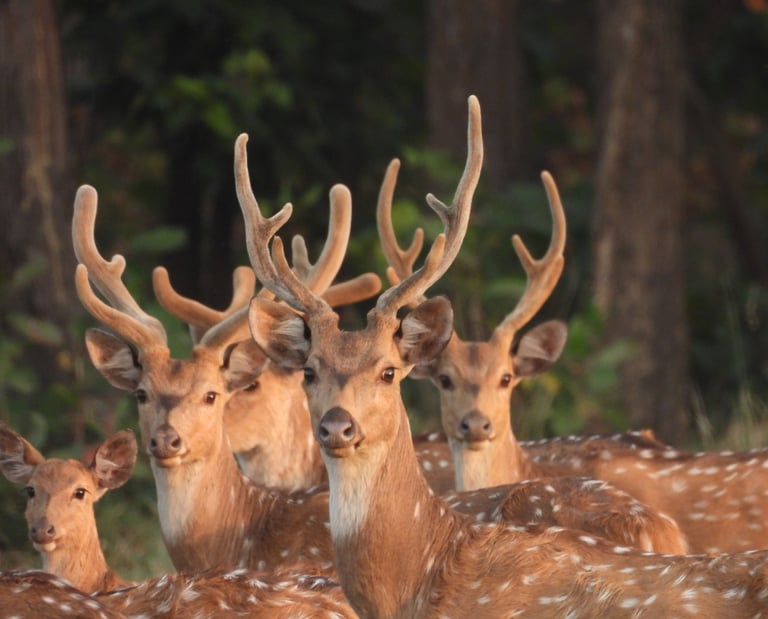 spotted deers in Bardiya