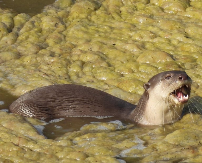 otters in the mud in Bardiya