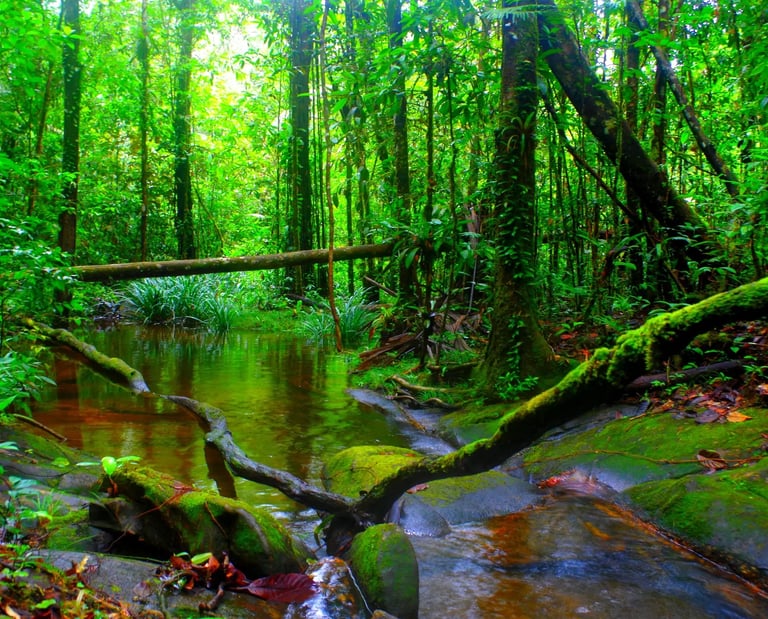 Amazonie forêt céramama