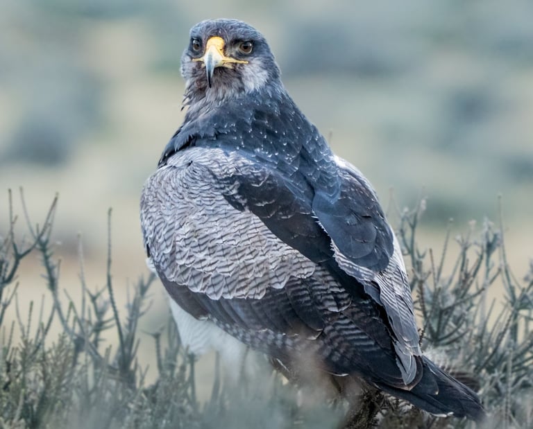 Águila Mora