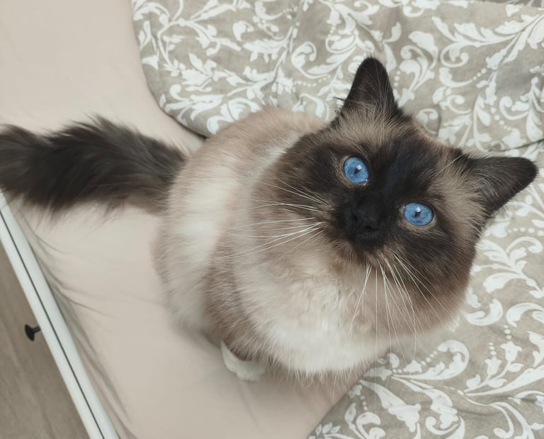 Sora - Sacré de Birmanie Seal Point