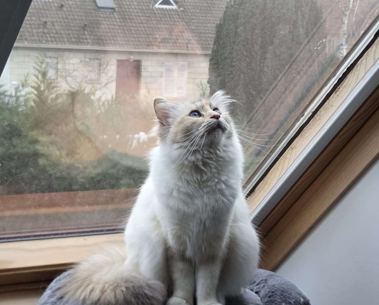 Yuki - Sacré de Birmanie Blue Tabby Tortie Point