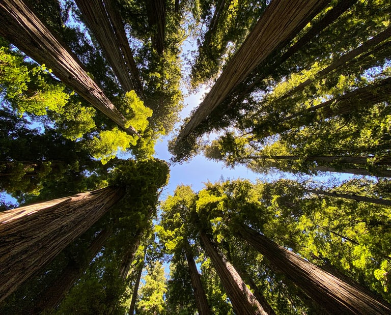 Looking up at towering California redwood trees from the forest floor.