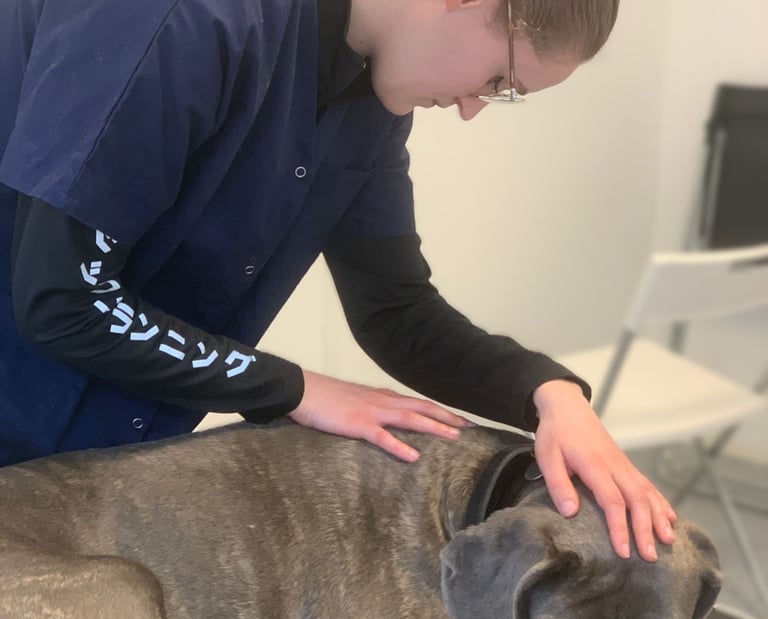 Séance d'ostéopathie pour chien en Belgique
