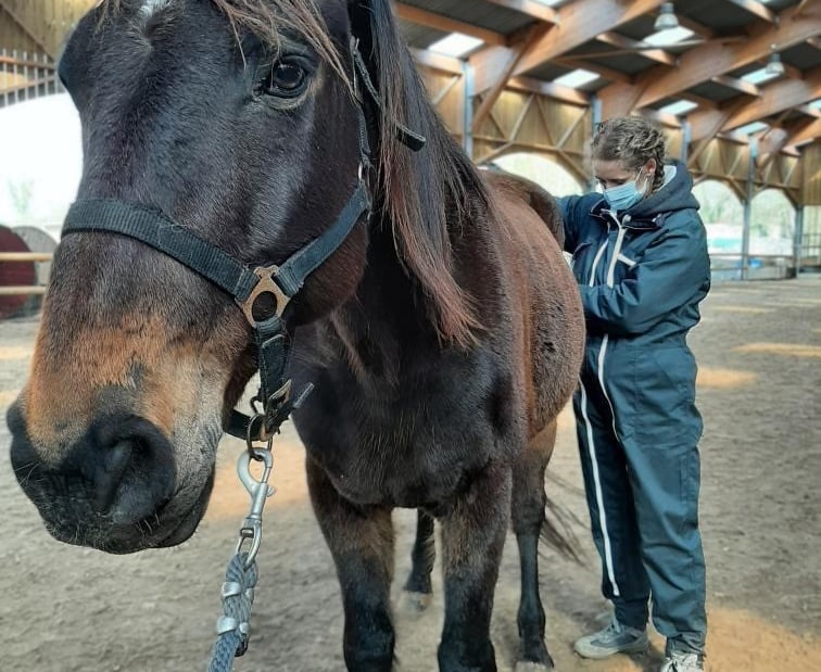 Séance d'ostéopathie pour cheval en Belgique