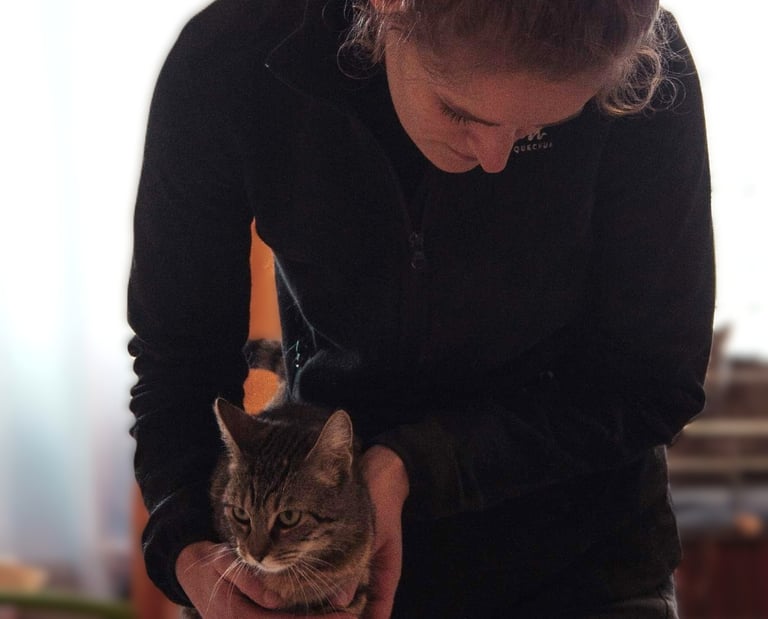 Séance d'ostéopathie féline en Belgique