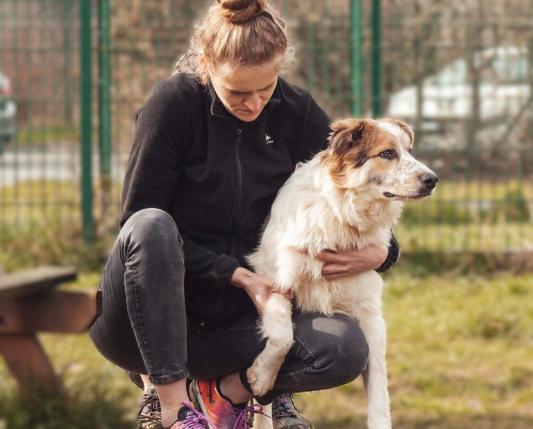 Ostéopathe pour animaux dans le Hainaut en Belgique