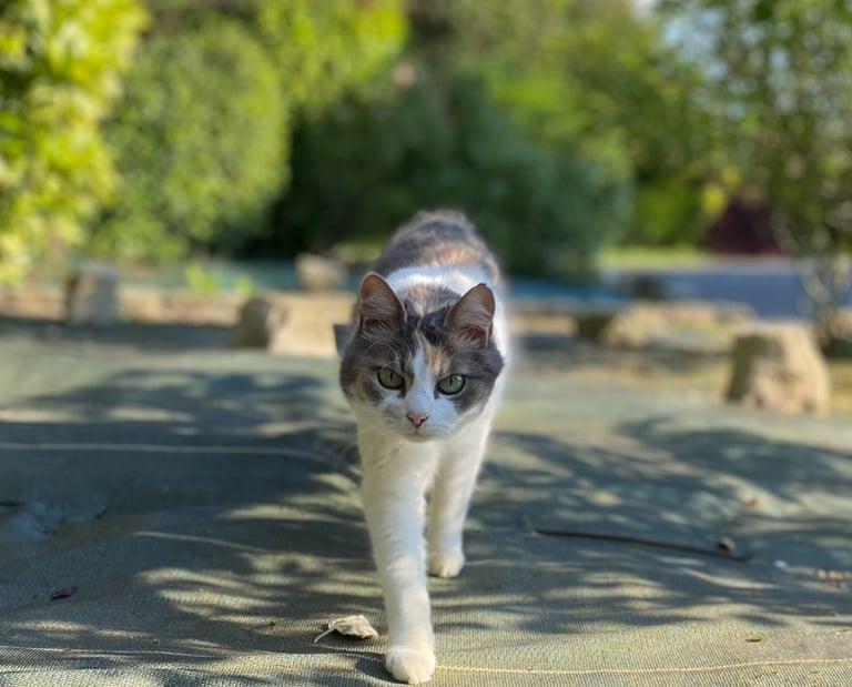 Séance d'ostéopathie pour animaux dans le Hainaut en Belgique