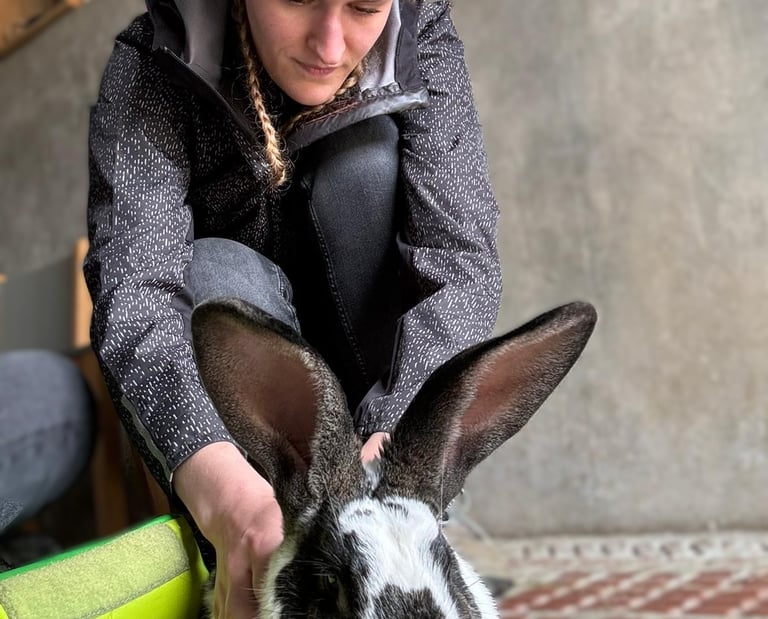 Ostéopathie animale, séance pour un lapin