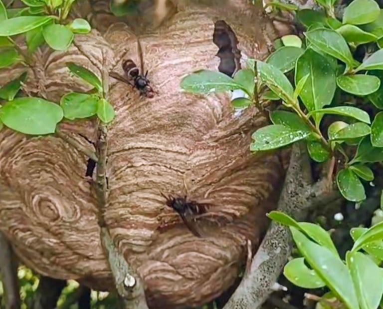 destruction nids frelon asiatique Le Havre 76