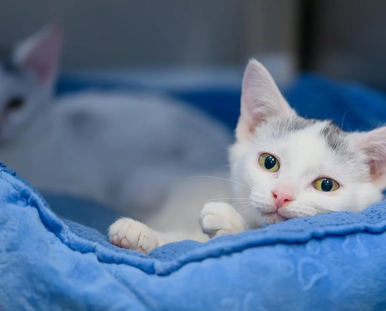 chaton qui profite d'un espace sain nettoyé par le service animalier La Vie Sans Crotte