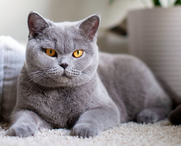 British Shorthair Blue