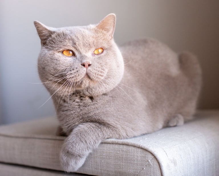 TICA-registered British Shorthair stud Abricot with a rare solid fawn coat