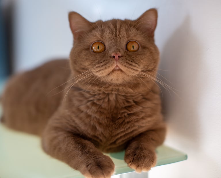 British Shorthair Cinnamon