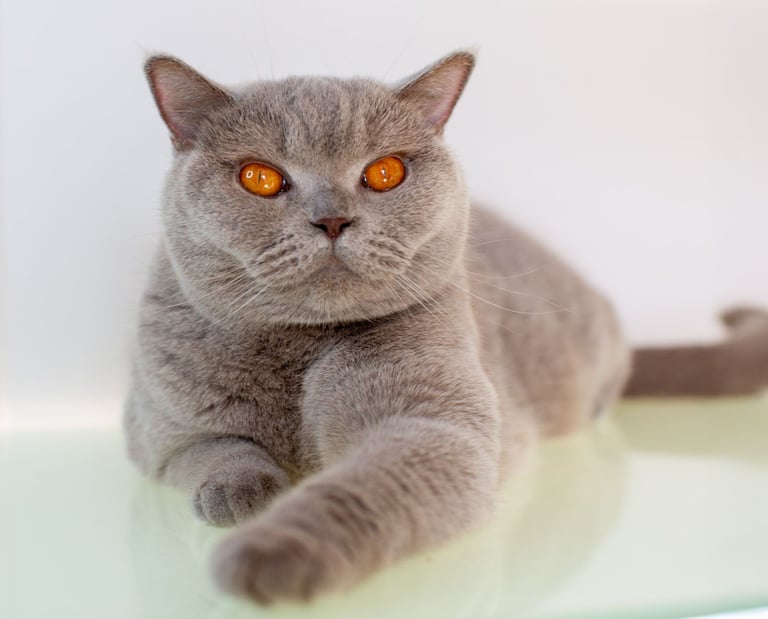 British Shorthair Lilac