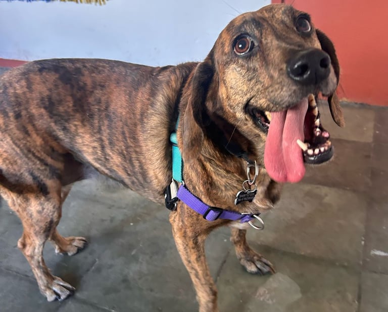 Clases de reactividad canina