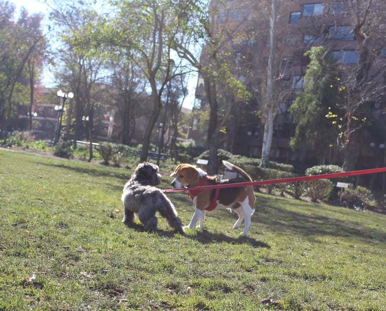 paseo de perros providencia