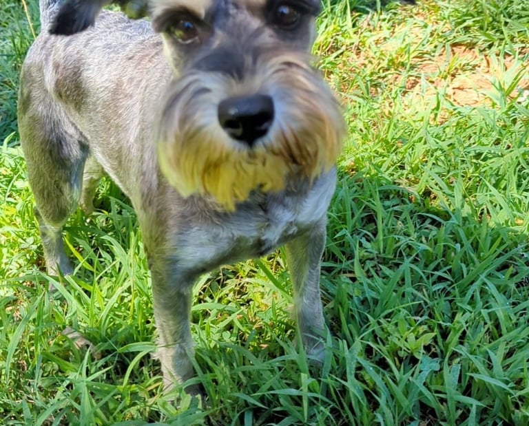 a dog is standing in the grass with a frisbee in it