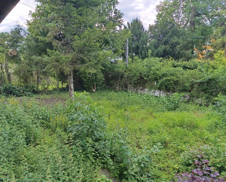 Garten-Rodung vorher