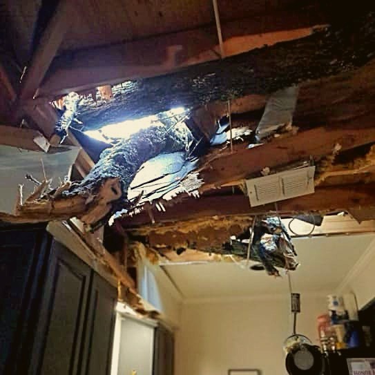 Hail & wind storm fell over into a customer's house and we removed the tree and restored their home.