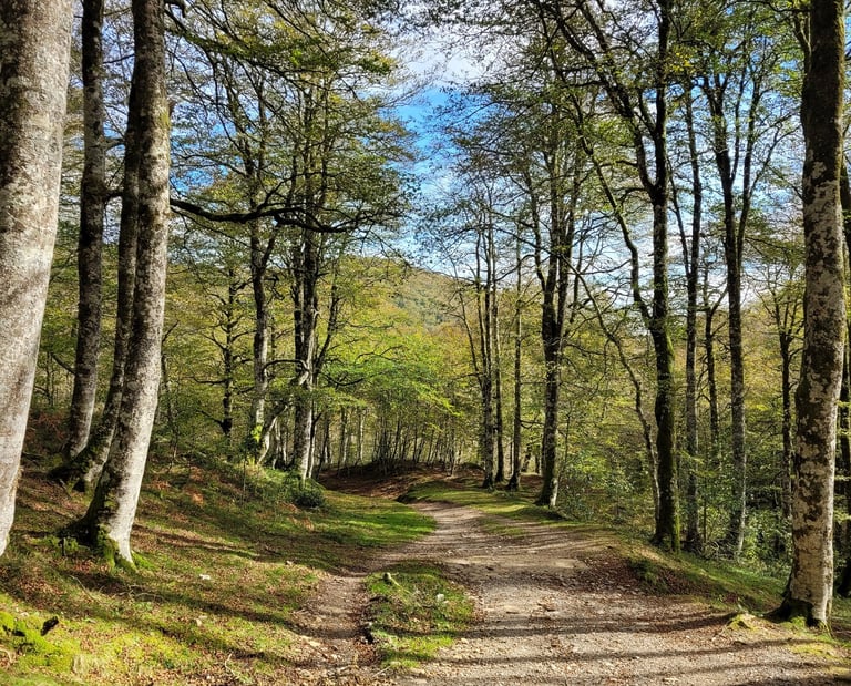 Métaphore chemin de thérapie