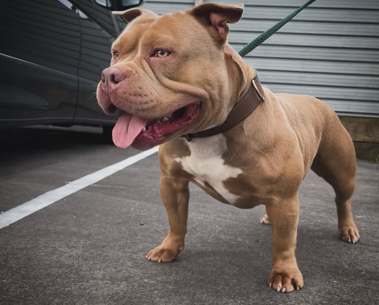 lilac pocket American Bully New Zealand