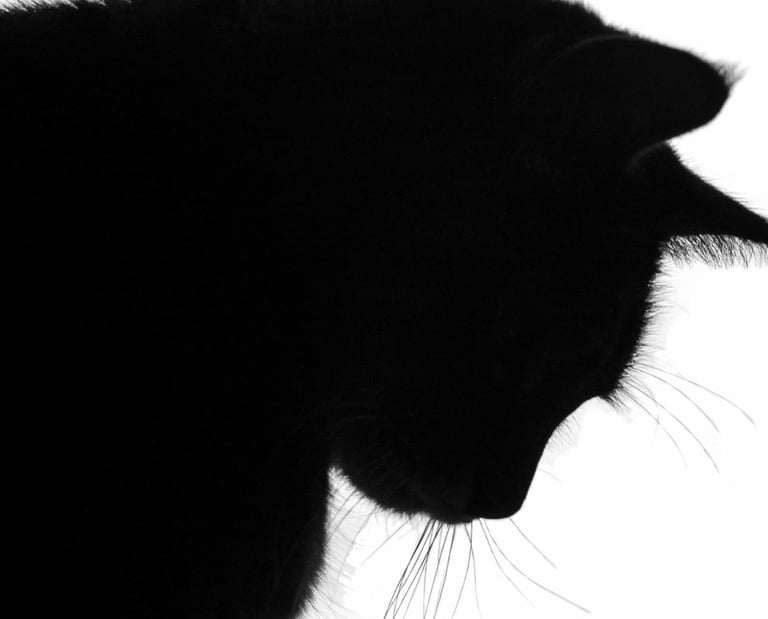 The silhouette of a black cat
