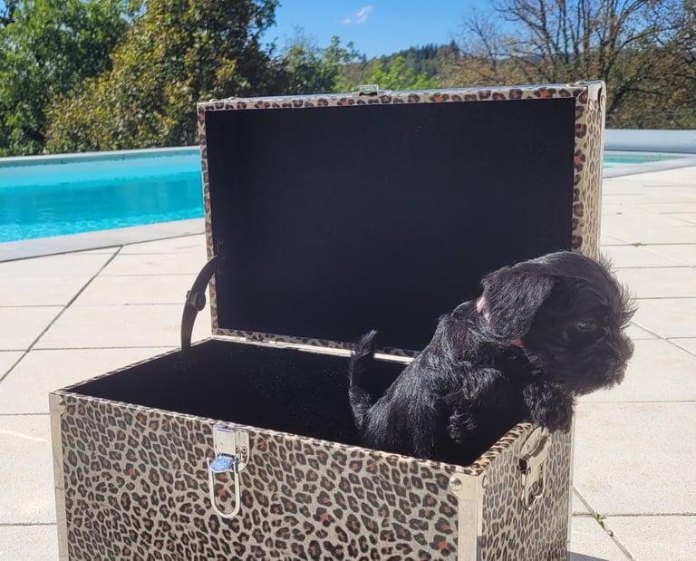 Chiot Schnauzer dans une malle