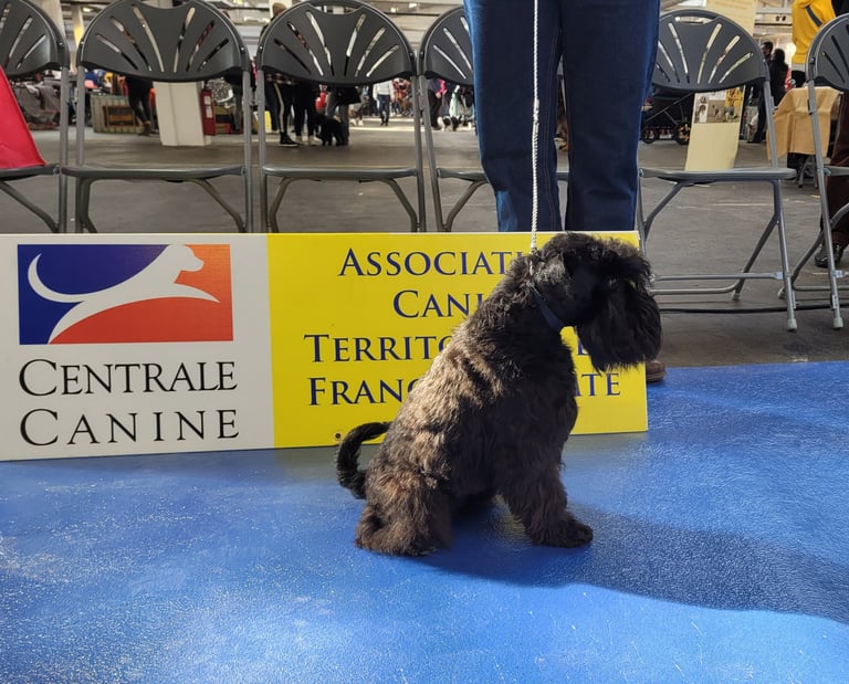 Schnauzer nain en confirmation