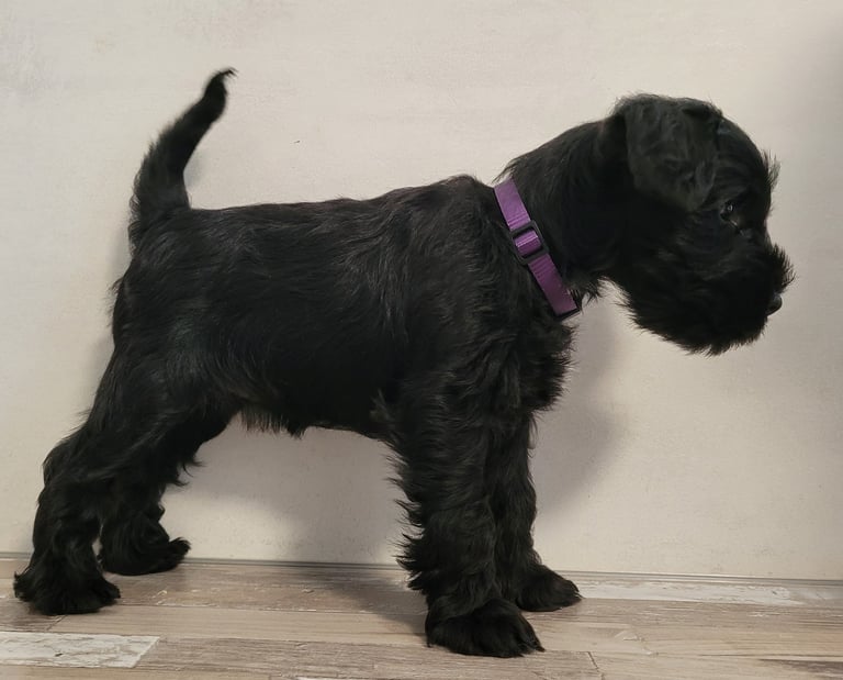 Anouk des Diamants Noirs d'Also