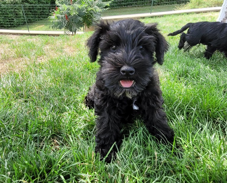 Bébé Schnauzer miniature