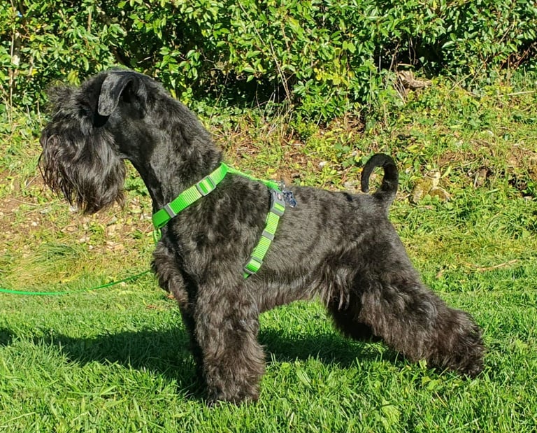 Vintus, étalon Diamants Noirs d'Also