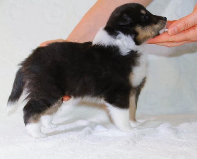 Pastor de las islas de shetland, cachorros de pastor de las islas de shetland