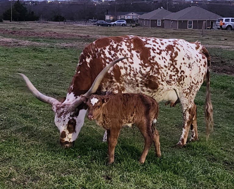 Texas Longhorn with miniature bull calf