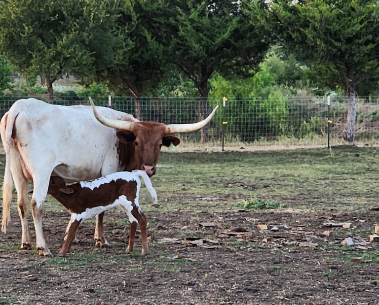 Miniature Longhorn cow and calf