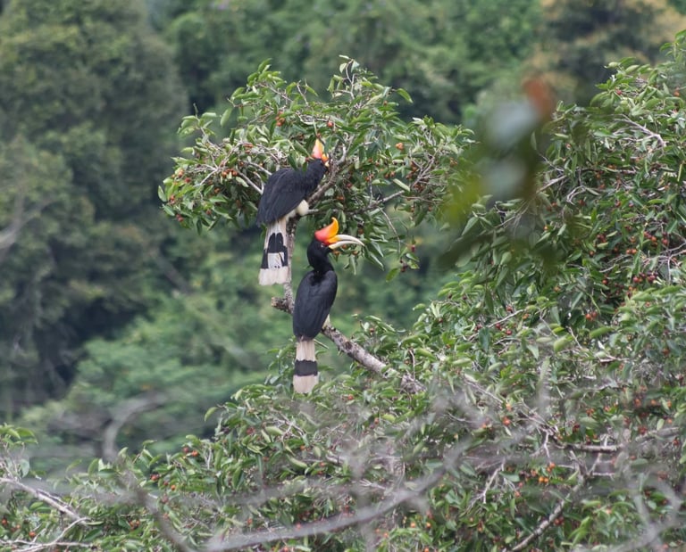 Sumatra Trekking Orangutan