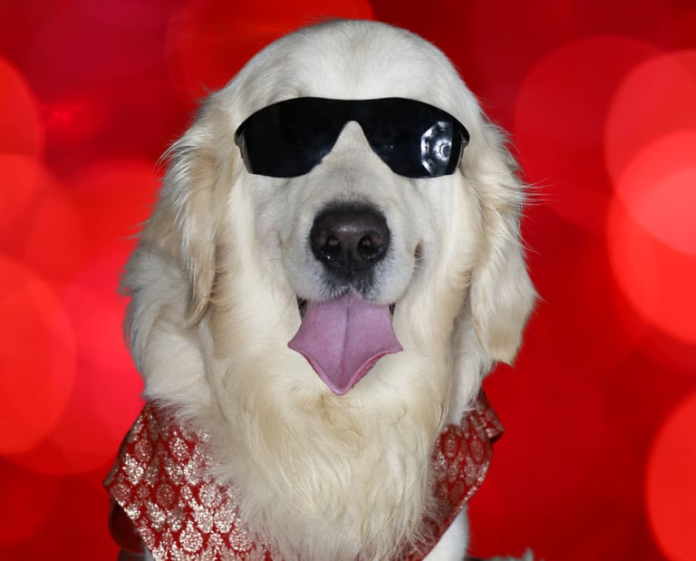 Asteroid Jr. – rescued golden dog with a heart of gold, Chief Cuteness Officer at Cosmic Pet Care