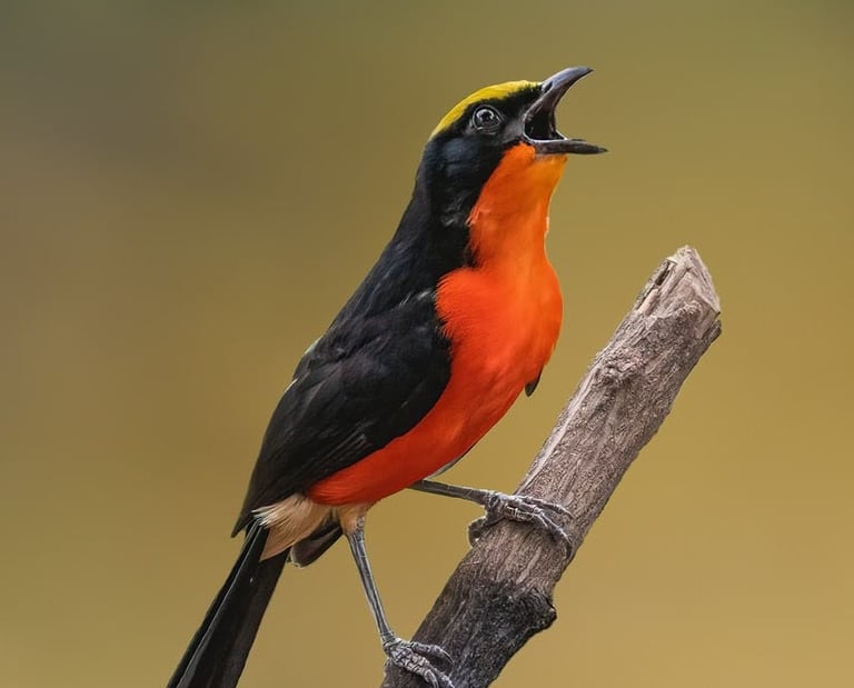 Gonolek | Birding Adventures Gambia