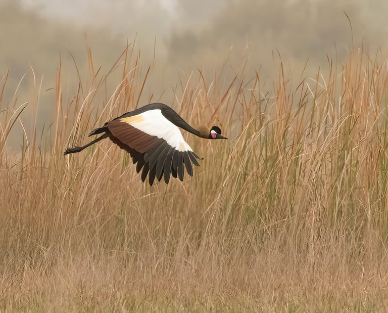 Crowned Crane | Birding Adventures Gambia