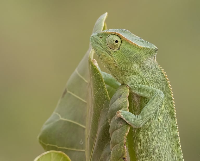 Chameleon | Birding Adventures Gambia