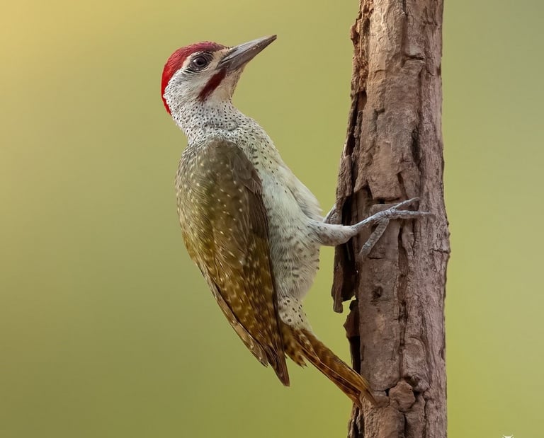 Woodpecker | Birding Adventures Gambia