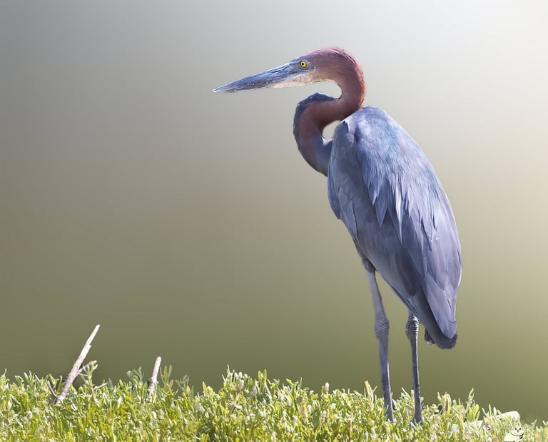 Goliath Heron | Birding Adventures Gambia