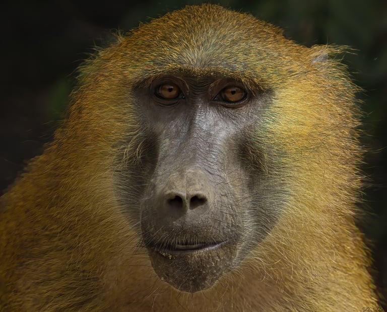 Guinea Baboon close-up