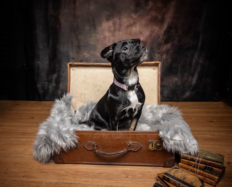 black puppy in suitcase
