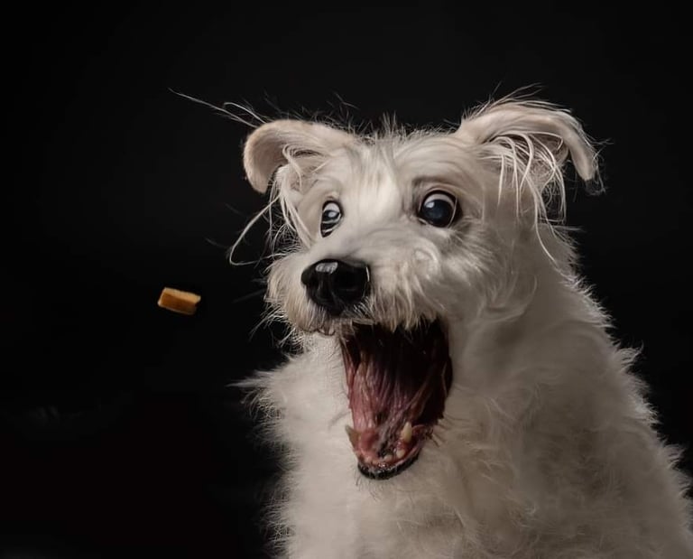 Dog portrait photograph catching treats