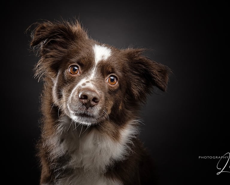 brown white dog looking soulful