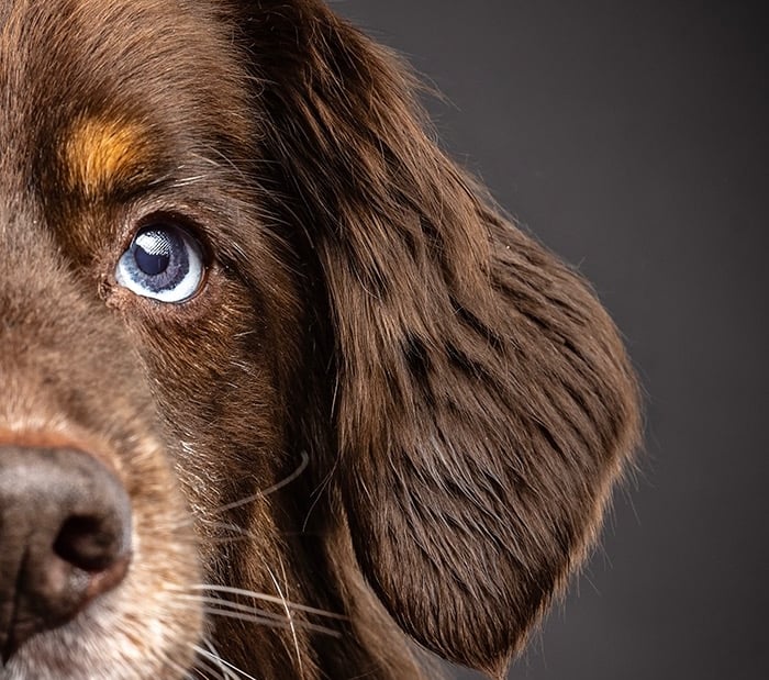 blue eyed dog close up