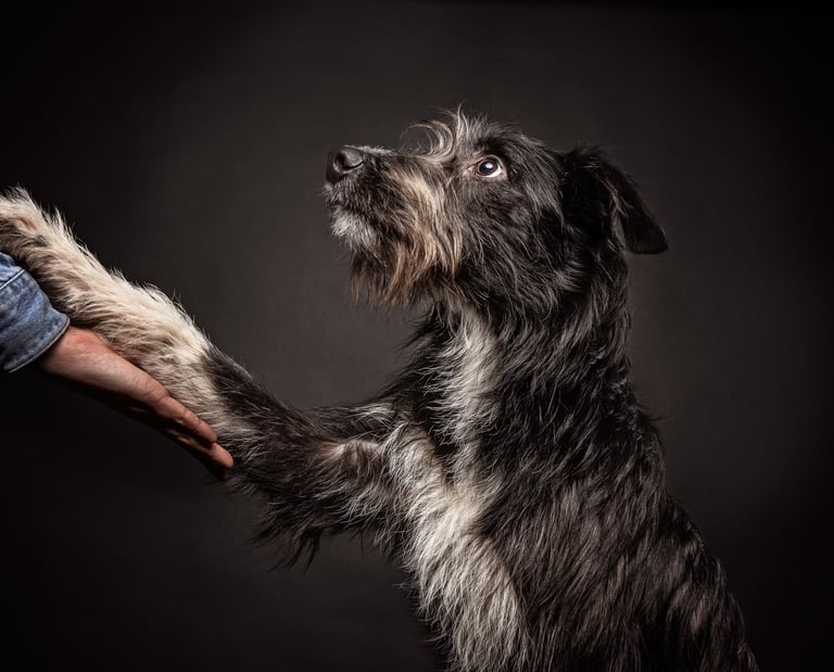 Rough coated black dog shaking paws with owner