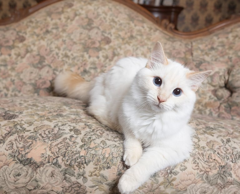 A white long-haired cat